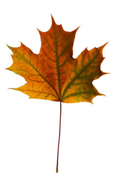 bright orange-red-green maple leaf on a white background