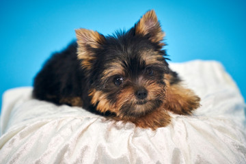 Yorkshire Terrier puppies