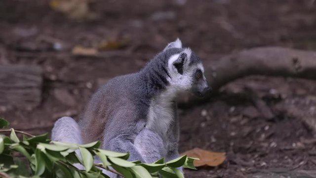 A hungry Ring-tailed lemur (Lemur catta) eating greedily leaves from a Tamarind tree branch. Close-up with the greedy lemur sitting on the ground. It is endemic to the island of Madagascar.