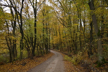 In love with autumn colors