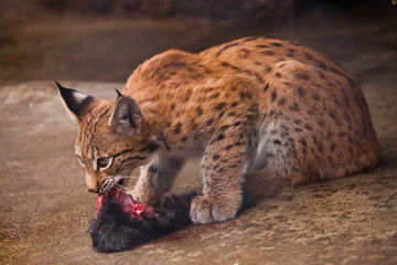 young lynx kitten (young predator) eats prey - a piece of meat with a skin on the background of lumps, a red predatory cat © Mikhail Semenov