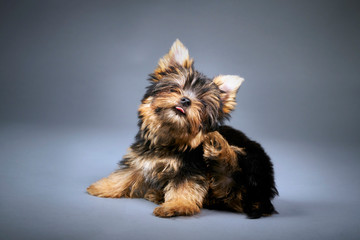 Yorkshire Terrier puppies