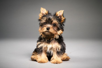 Yorkshire Terrier puppies