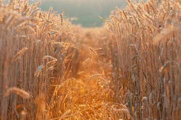 Fototapeta premium Golden ears of wheat, Beautiful Nature Sunset Landscape. Rich harvest Concept. rural countryside.