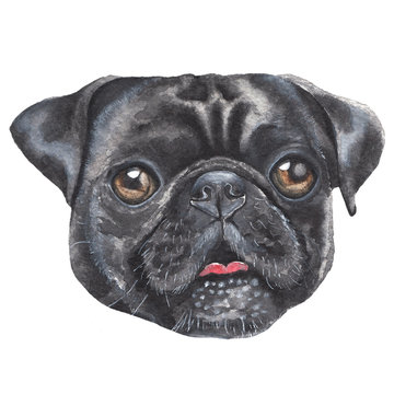 portrait of a black pug. dog close-up. watercolor illustration. Happy New Year 