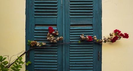 Fototapeta na wymiar Blossoming flowers over the closed wooden window shutters. Minimal aesthetics.