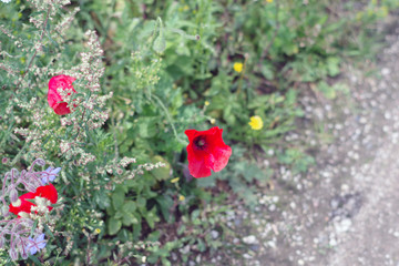 Fleur rouge