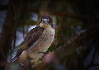 Australian wild bird Butcher Bird vigilant in a tree