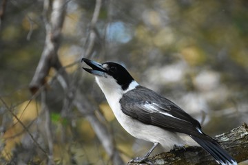 Australian wild Butcher bird on a branch