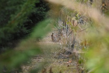 European Hare through the trees