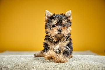 Yorkshire Terrier puppies