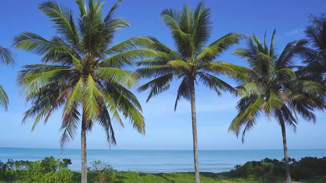 Beautiful wild island beach and palms Phuket Thailand sea and white sand and blue sky and beach loungers. Amazing summer travel vacation beach background. Turquoise sea water and coconut tree
