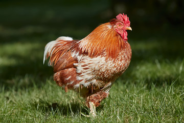 Red rooster in the grass in front of a dark background