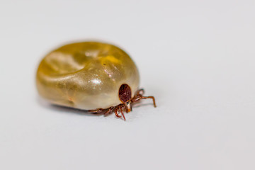 Tick ​​on a white background