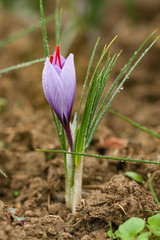 Crocus sativus commonly known as the saffron crocus
