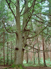 Rotbuche