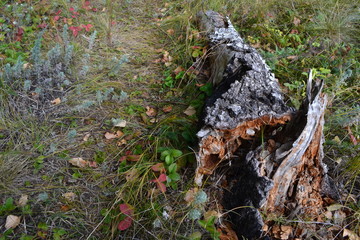 Dry tree by the forest trail
