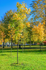 Colorful autumn city landscape - vibrant leaf color in public city park under the blue sky in the sunny day.