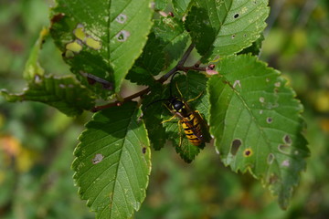 bug on a leaf