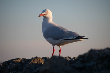 Seagull standing on the rocks