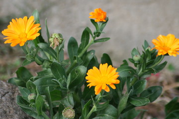 ORANGE FLOWERS ON A ROCK