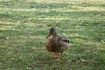 Duck walking on the grass