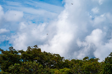 北面白山山頂を飛ぶトンボの群れ