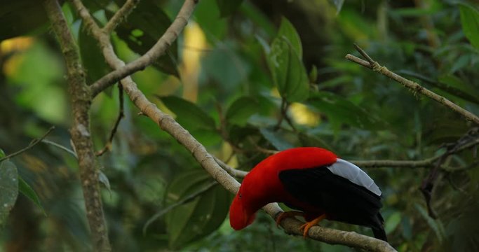 Cock-of-The-Rock Rupicola peruvianus, bright red bird with fan-shaped crest perched on branch, environment of tropical rainforest, Mindo, Ecuador. National bird of Peru. Wildlife nature.