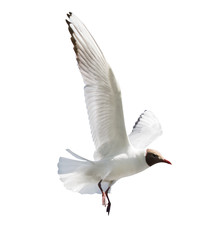 black head seagull flying on white