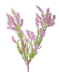 fine pink blossoming heather isolated branch