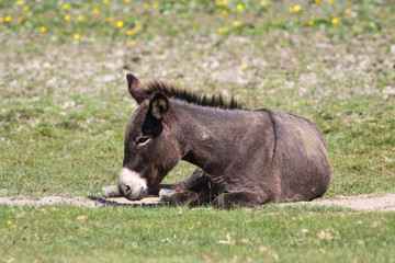 Donkey is resting on the floral meadow