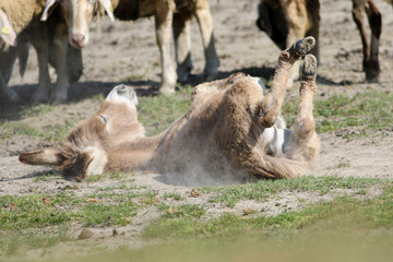 Donkey is bathing in the dust