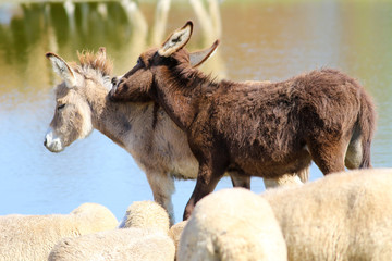 Fototapeta premium Two baby donkeys play between a flock of sheep