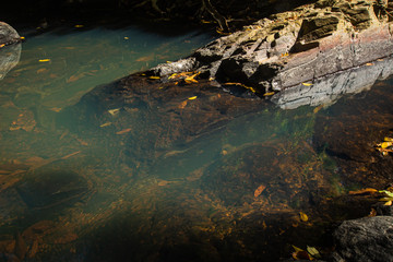 Ton Aow Yon Waterfall rich natural resources,in the forest,asia tropical areaat Island Phuket Thailand.