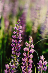Obraz premium Lupins - fragrant and gentle flowers on high branches grow among wild fields