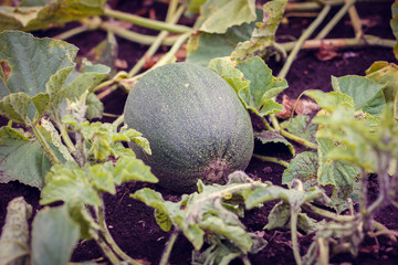 young melon in the garden