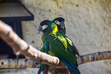 two green macaw parrots are sitting next in an embrace