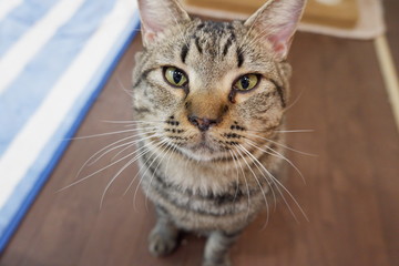 可愛い猫たちの写真