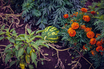 Fototapeta premium flowers in the garden