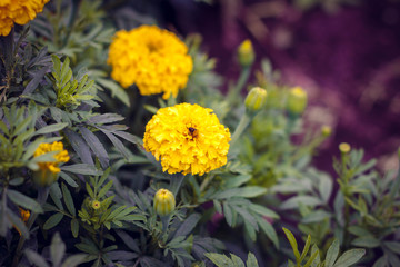 yellow flowers in the garden