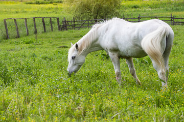 Obraz na płótnie Canvas Beautiful white horse grazing on the country side yard