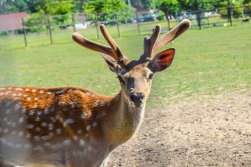 curious deer portrait close up blurred nose funny