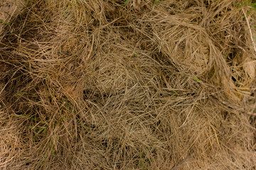 hay bale background