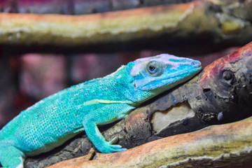 blue chameleon reptile lizard lies on a branch