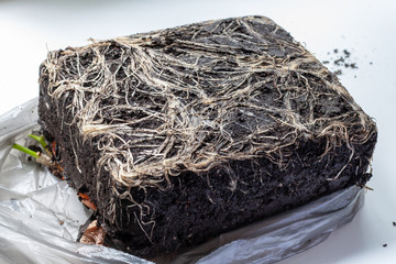 The texture of the intertwined roots of the plant in a briquette of soil, close-up.