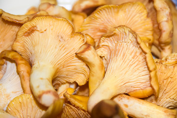 a lot of mushrooms chanterelle  lies on a yellow plate