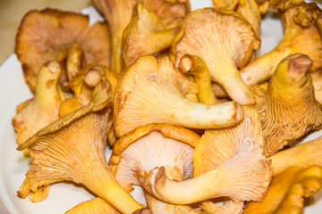 a lot of mushrooms chanterelle  lies on a yellow plate