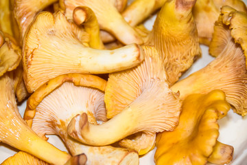 a lot of mushrooms chanterelle  lies on a yellow plate