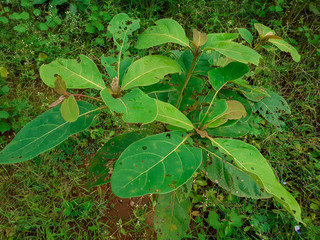green leaf with water drops