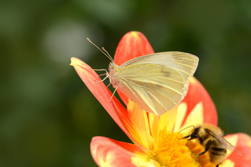 Schmetterling 632 © K.-U. Häßler